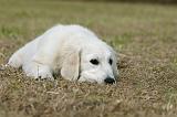GOLDEN RETRIEVER 924
